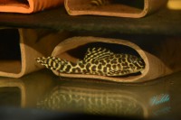 /album/fotogalerie-hypancistrus-sp-jaguar/dsc-1338-jpg/