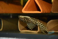 /album/fotogalerie-hypancistrus-sp-jaguar/dsc-2082-jpg/