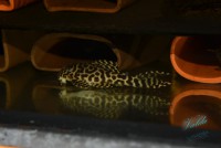 /album/fotogalerie-hypancistrus-sp-jaguar/dsc-1660-jpg/