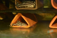 /album/fotogalerie-hypancistrus-zebra-l-46/dsc-1472-jpg/