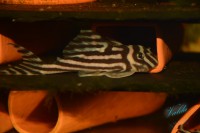 /album/fotogalerie-hypancistrus-zebra-l-46/dsc-2414-jpg/