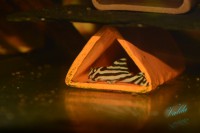 /album/fotogalerie-hypancistrus-zebra-l-46/dsc-2418-jpg/