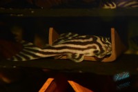 /album/fotogalerie-hypancistrus-zebra-l-46/dsc-2519-jpg/