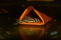 /album/fotogalerie-hypancistrus-zebra-l-46/dsc-2537-jpg/