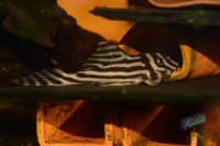 /album/fotogalerie-hypancistrus-zebra-l-46/dsc-2710-jpg/