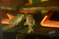 /album/fotogalerie-hypancistrus-sp-jaguar/dsc-1496-jpg/