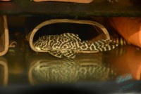 /album/fotogalerie-hypancistrus-sp-jaguar/dsc-1610-jpg/