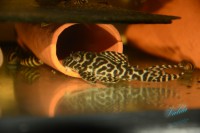 /album/fotogalerie-hypancistrus-sp-jaguar/dsc-1677-jpg/