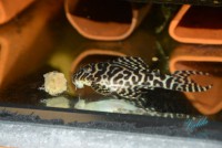 /album/fotogalerie-hypancistrus-sp-jaguar/dsc-2023-jpg/