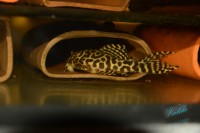 /album/fotogalerie-hypancistrus-sp-jaguar/dsc-1879-jpg/