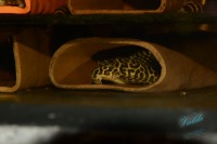 /album/fotogalerie-hypancistrus-sp-jaguar/dsc-1863-jpg/