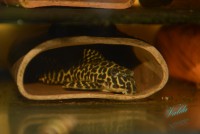 /album/fotogalerie-hypancistrus-sp-jaguar/dsc-1837-jpg/