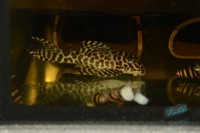 /album/fotogalerie-hypancistrus-sp-jaguar/dsc-1784-jpg/