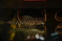 /album/fotogalerie-hypancistrus-sp-jaguar/dsc-1761-jpg/