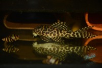 /album/fotogalerie-hypancistrus-sp-jaguar/dsc-1768-jpg/