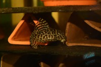 /album/fotogalerie-hypancistrus-sp-jaguar/dsc-1800-jpg/