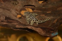 /album/fotogalerie-hypancistrus-sp-jaguar/dsc-2612-jpg/