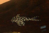 /album/fotogalerie-hypancistrus-sp-jaguar/dsc-2679-jpg/