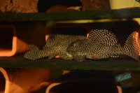 /album/fotogalerie-hypancistrus-sp-l-260/dsc-2445-jpg/