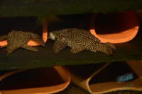 /album/fotogalerie-hypancistrus-sp-l-260/dsc-2447-jpg/