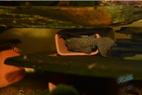 /album/fotogalerie-hypancistrus-sp-l-260/dsc-2469-jpg/