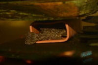 /album/fotogalerie-hypancistrus-sp-l-260/dsc-2423-jpg/