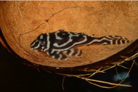 /album/fotogalerie-hypancistrus-sp-l-173/dsc-2295-jpg/