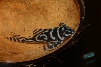 /album/fotogalerie-hypancistrus-sp-l-173/dsc-2297-jpg/