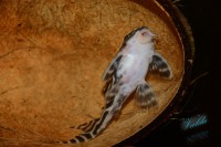 /album/fotogalerie-hypancistrus-sp-l-173/dsc-2298-jpg/