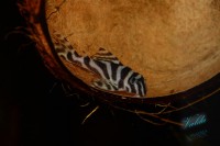 /album/fotogalerie-hypancistrus-sp-l-173/dsc-2287-jpg/