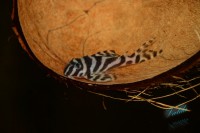 /album/fotogalerie-hypancistrus-sp-l-173/dsc-2283-jpg/