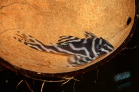 /album/fotogalerie-hypancistrus-sp-l-173/dsc-2308-jpg/