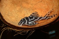 /album/fotogalerie-hypancistrus-sp-l-173/dsc-2306-jpg/
