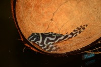 /album/fotogalerie-hypancistrus-sp-l-173/dsc-2310-jpg/