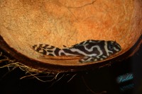/album/fotogalerie-hypancistrus-sp-l-173/dsc-2316-jpg/