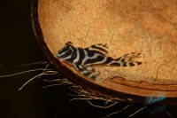 /album/fotogalerie-hypancistrus-sp-l-173/dsc-2320-jpg/