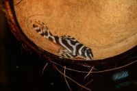/album/fotogalerie-hypancistrus-sp-l-173/dsc-2323-jpg/