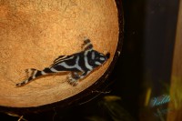 /album/fotogalerie-hypancistrus-sp-l-173/dsc-2324-jpg/