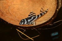 /album/fotogalerie-hypancistrus-sp-l-173/dsc-2325-jpg/