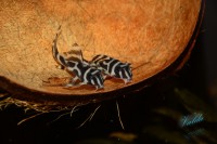 /album/fotogalerie-hypancistrus-sp-l-173/dsc-2332-jpg/