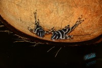 /album/fotogalerie-hypancistrus-sp-l-173/dsc-2329-jpg/