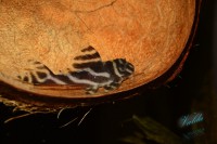 /album/fotogalerie-hypancistrus-sp-l-173/dsc-2334-jpg/