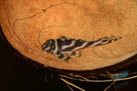 /album/fotogalerie-hypancistrus-sp-l-173/dsc-2335-jpg/