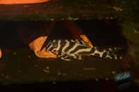 /album/fotogalerie-hypancistrus-sp-l-173/dsc-2517-jpg/