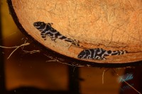/album/fotogalerie-hypancistrus-sp-l-173/dsc-2362-jpg/
