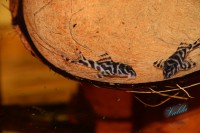 /album/fotogalerie-hypancistrus-sp-l-173/dsc-2365-jpg/
