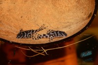 /album/fotogalerie-hypancistrus-sp-l-173/dsc-2366-jpg/