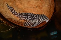 /album/fotogalerie-hypancistrus-sp-l-173/dsc-26562-jpg/