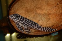 /album/fotogalerie-hypancistrus-sp-l-173/dsc-2657-jpg/