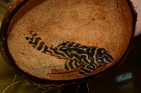 /album/fotogalerie-hypancistrus-sp-l-173/dsc-2648-jpg/